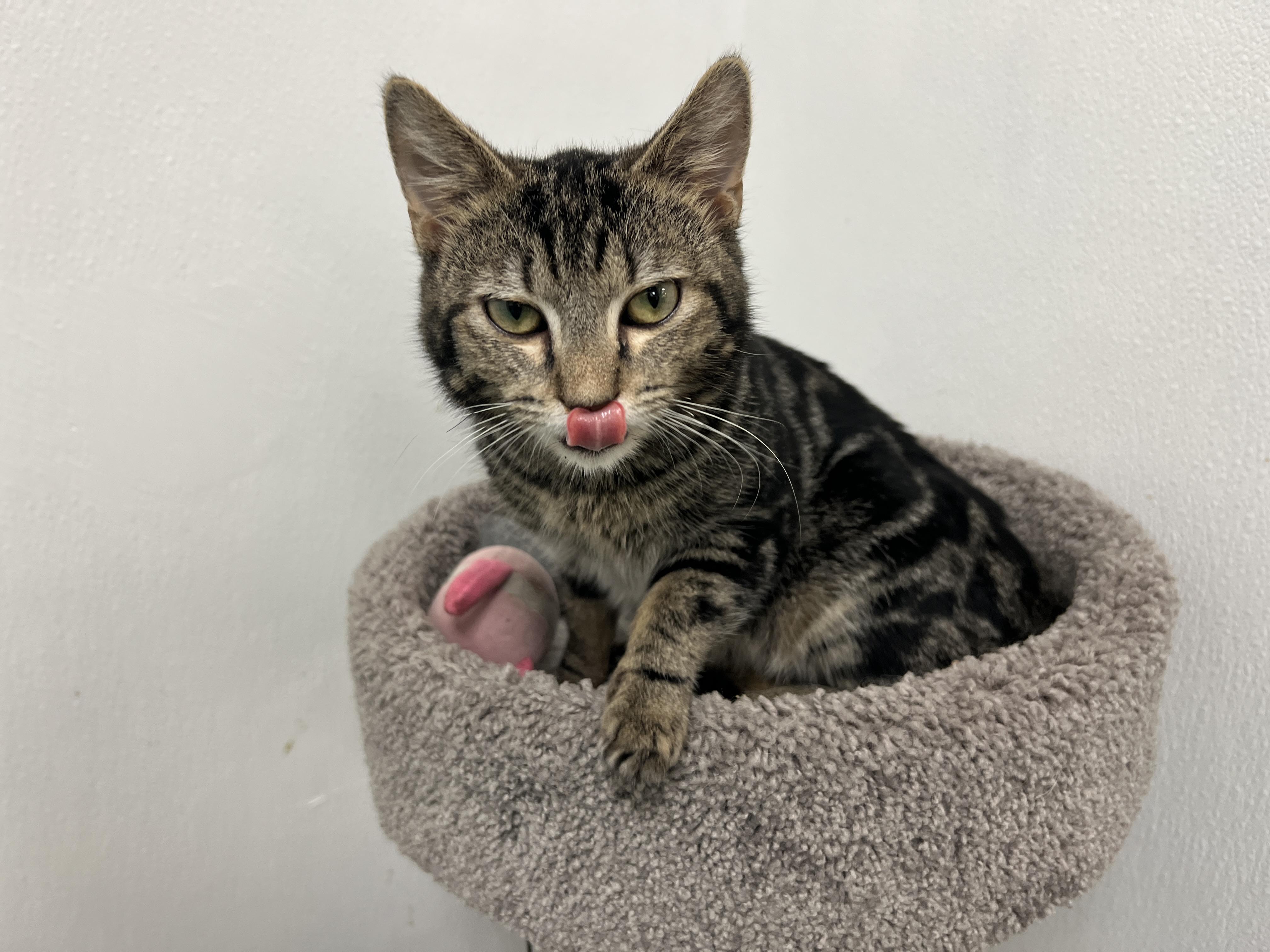 Enlarge Valentino, an adopted mixed breed in Bradenton, FL image 2/5