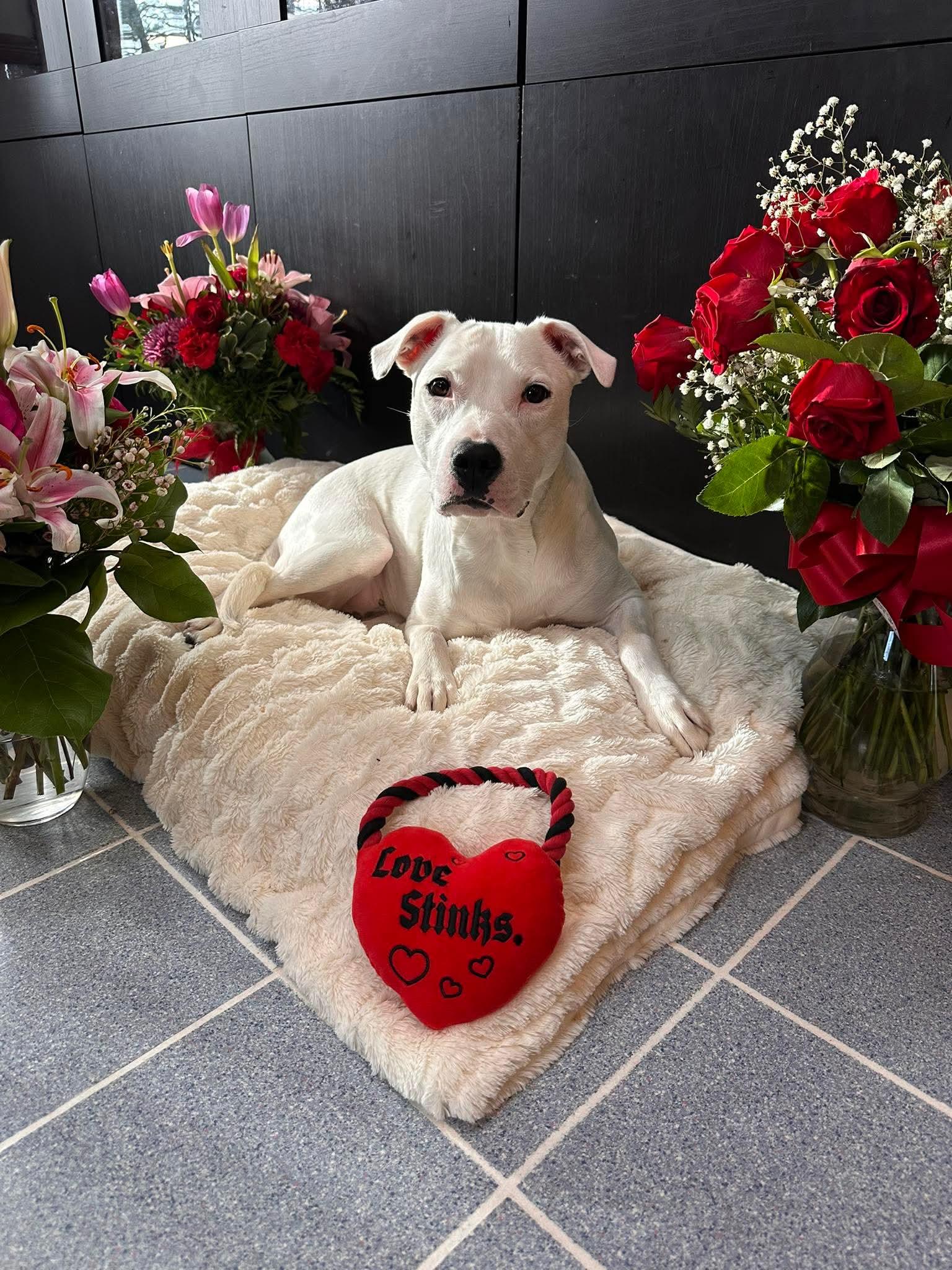 Echo, adoptable, Young Female Pit Bull Terrier & Dogo Argentino.