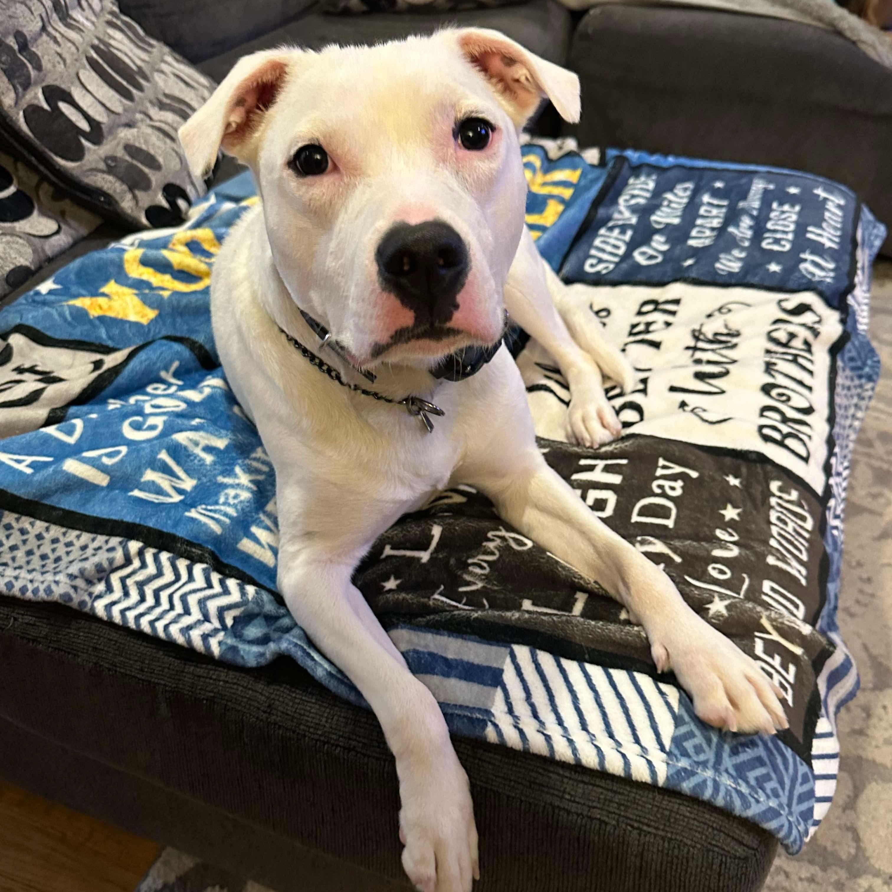 Echo, Young Female Pit Bull Terrier