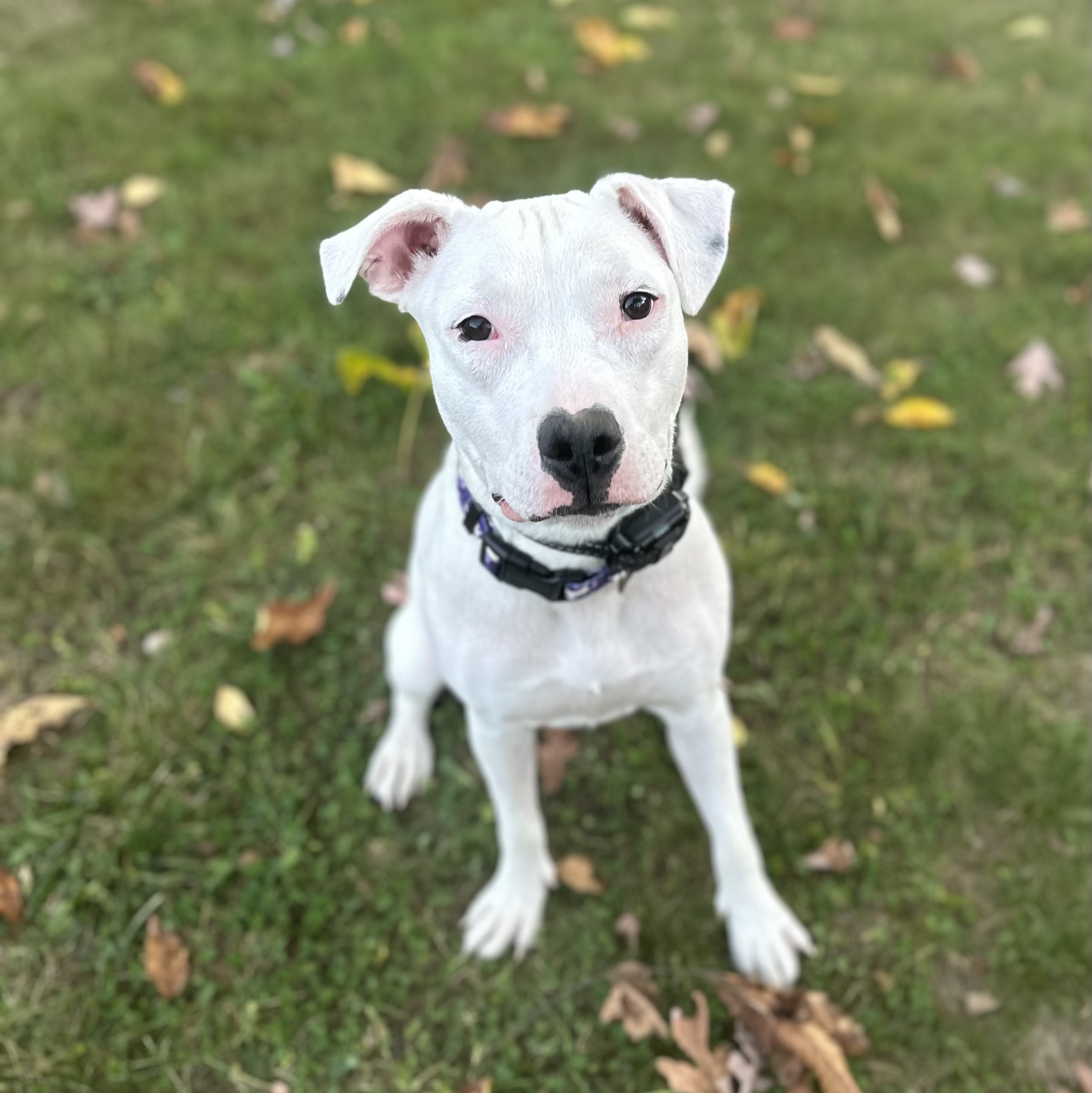 Enlarge Echo, an adoptable mixed breed in Bethlehem, PA image 3/6