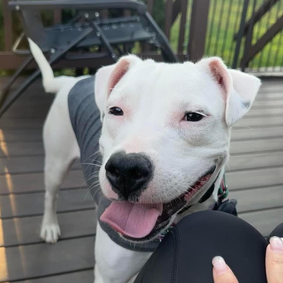 Enlarge Echo, an adoptable mixed breed in Bethlehem, PA image 5/6