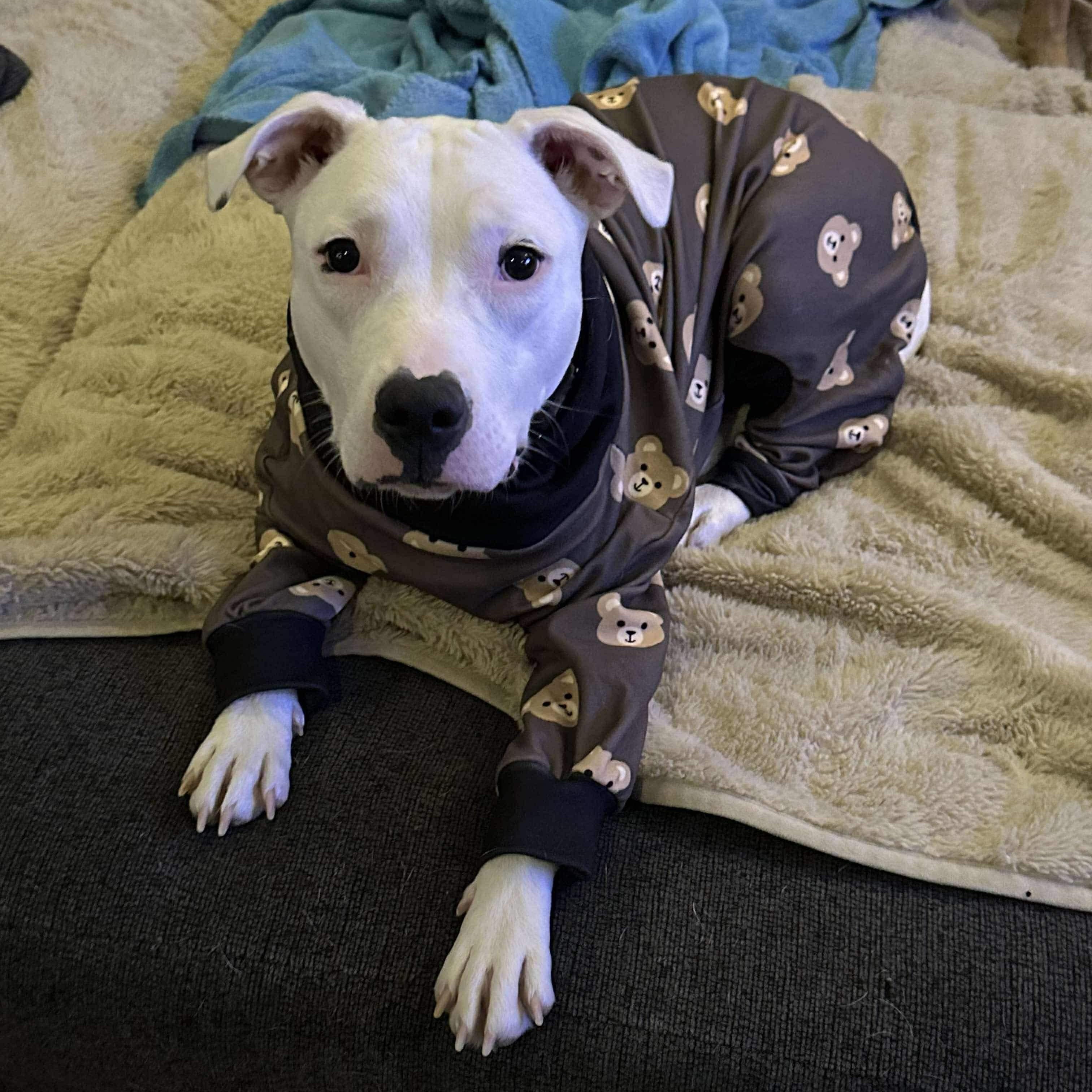 Enlarge Echo, an adoptable mixed breed in Bethlehem, PA image 4/6