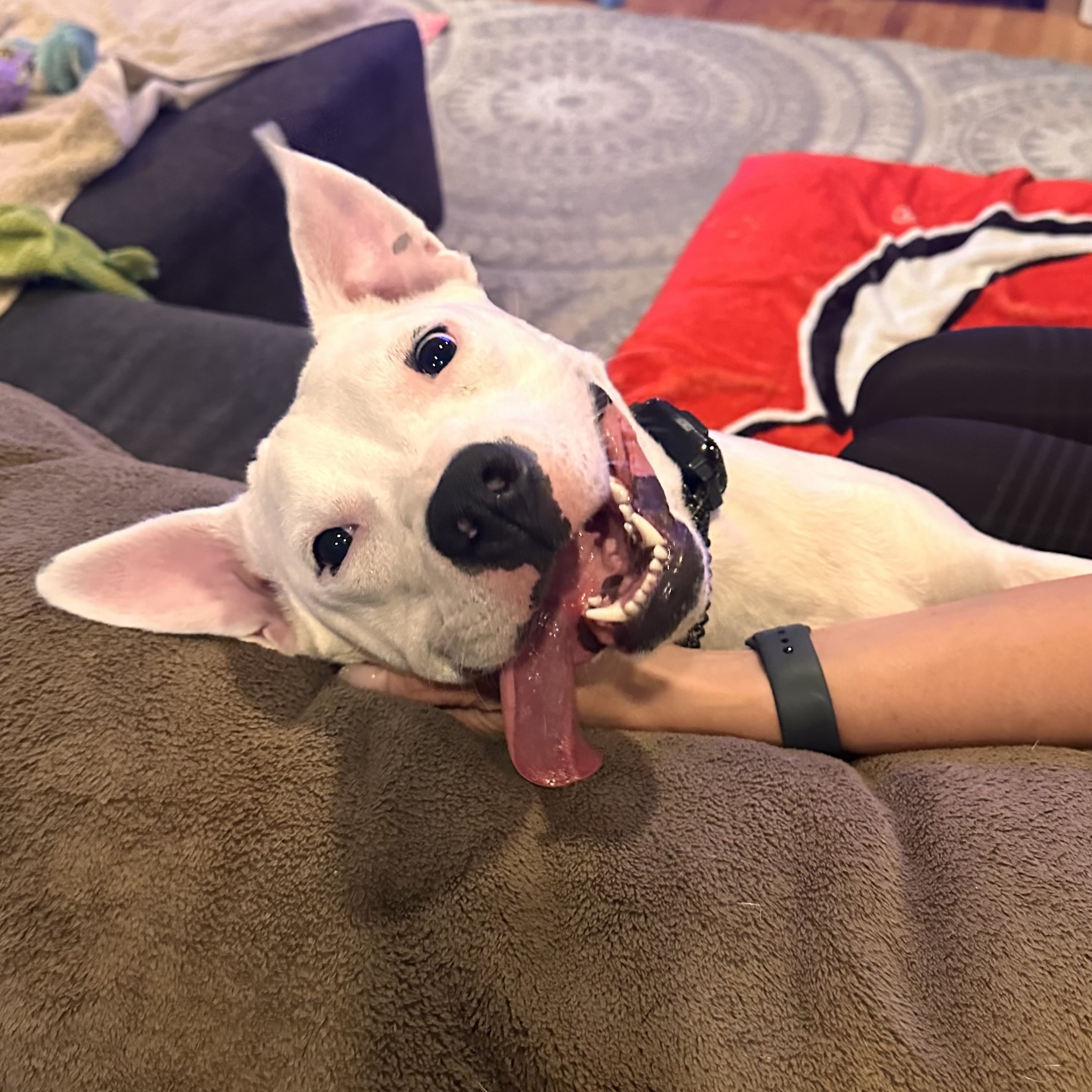 Enlarge Echo, an adoptable mixed breed in Bethlehem, PA image 2/6