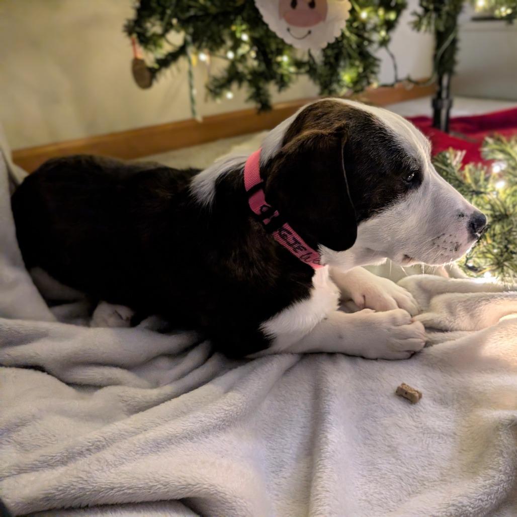 Oogie Woofie thumbnail 2