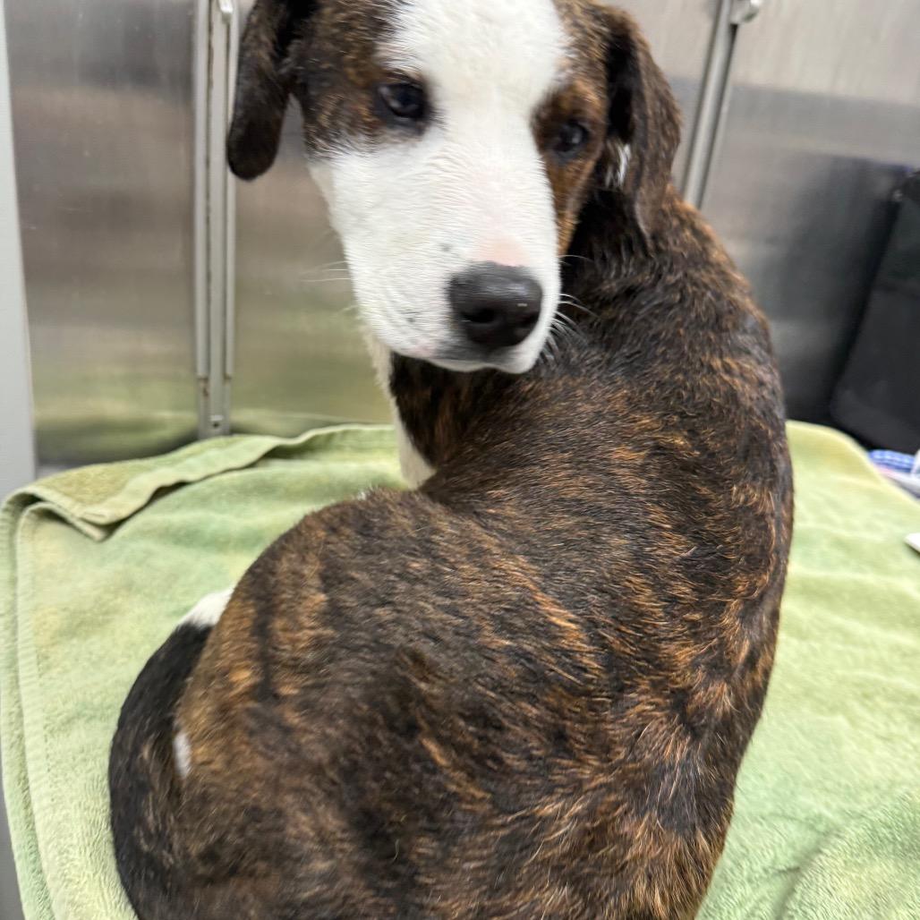 Oogie Woofie thumbnail 3