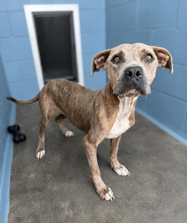 Jass, Adoptable, Adult Female Pit Bull Terrier.