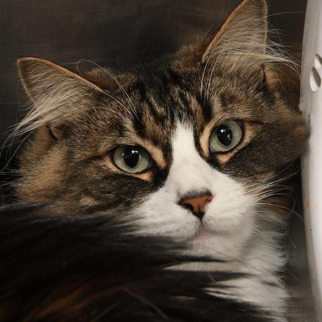 Celine, Adoptable, Adult Female Domestic Medium Hair.