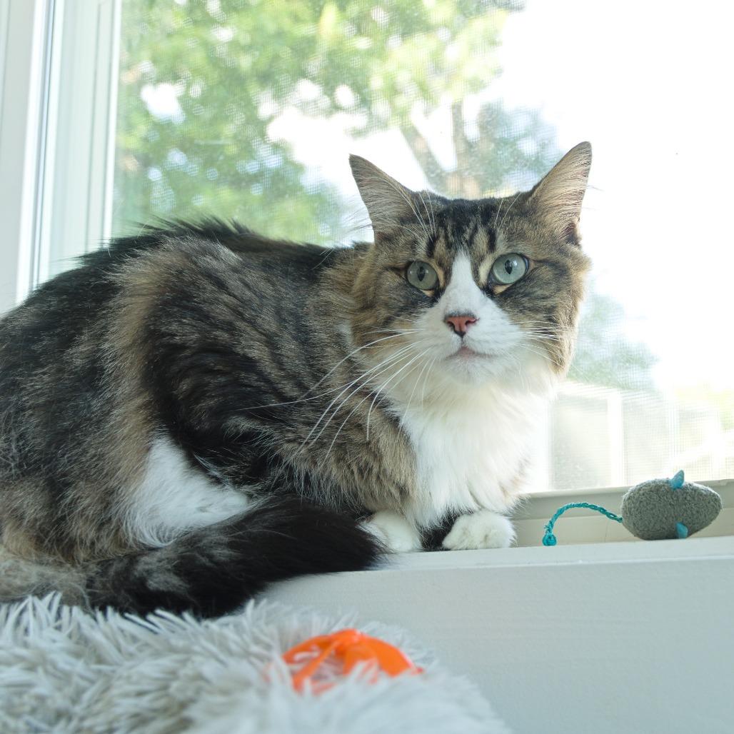 Enlarge Celine, a Adoptable Domestic Medium Hair in Natick, MA image 2/5