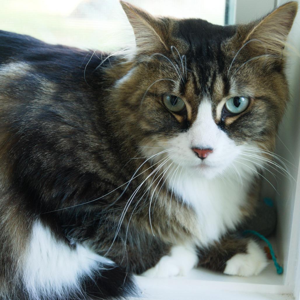 Celine, Adoptable, Adult Female Domestic Medium Hair.