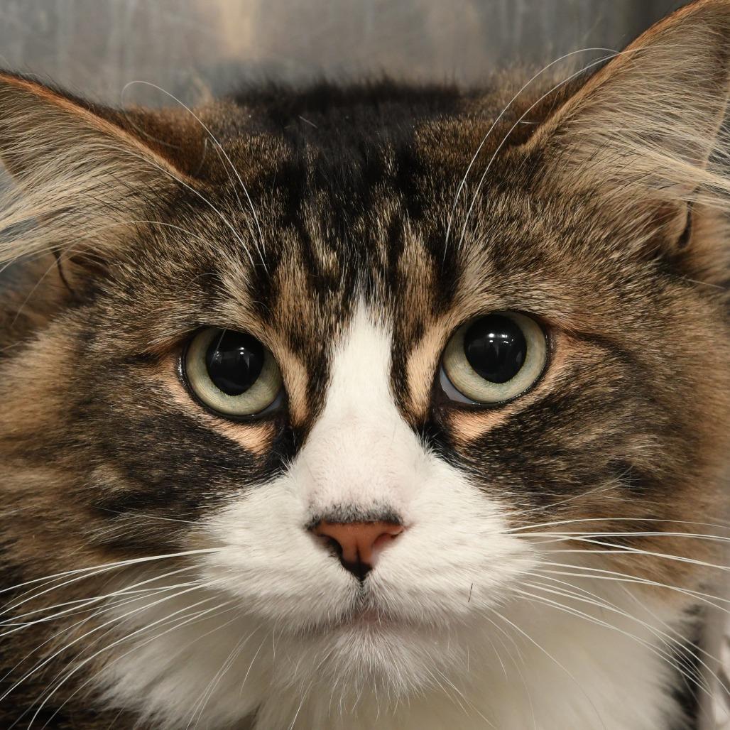 Celine, Adoptable, Adult Female Domestic Medium Hair.