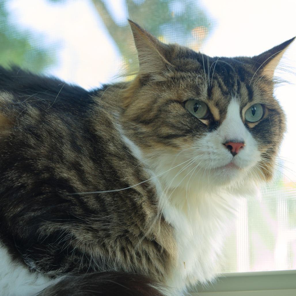 Enlarge Celine, a Adoptable Domestic Medium Hair in Natick, MA image 4/5