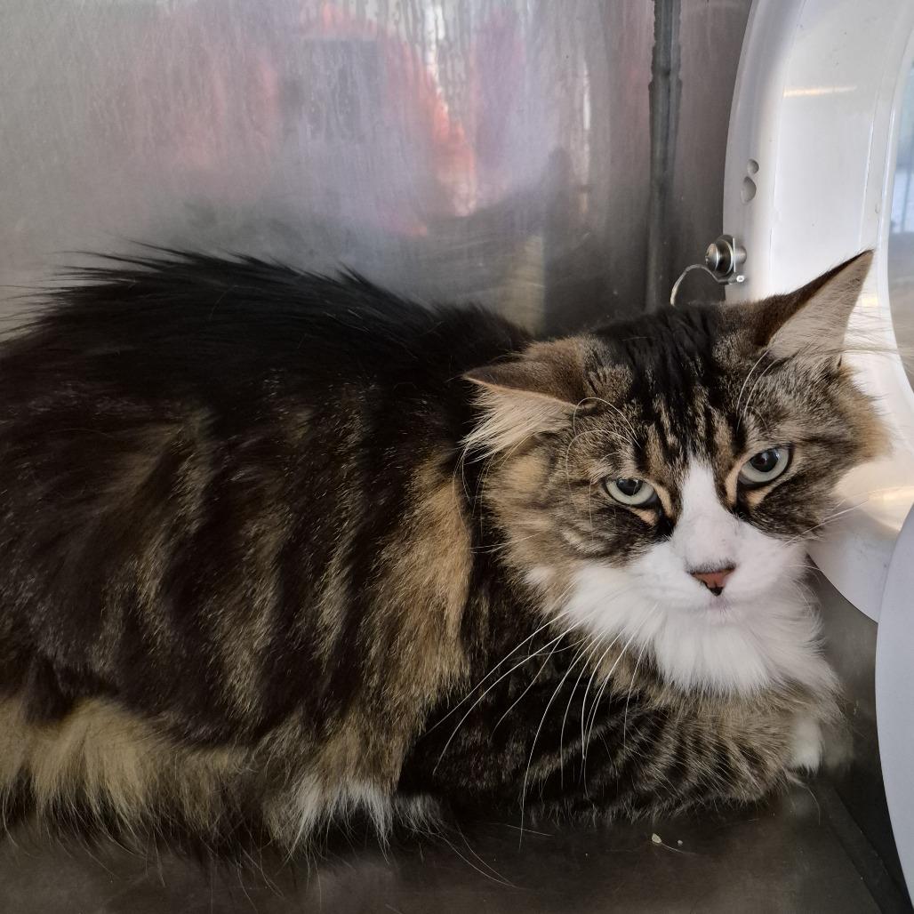 Celine, a Adoptable Domestic Medium Hair in Natick, MA image 3/3