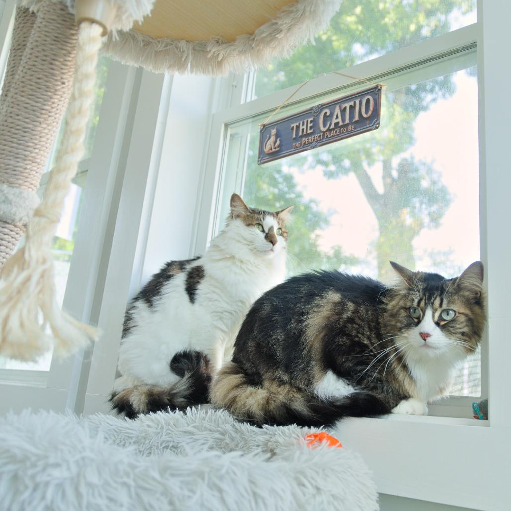 Enlarge Celine, a Adoptable Domestic Medium Hair in Natick, MA image 5/5