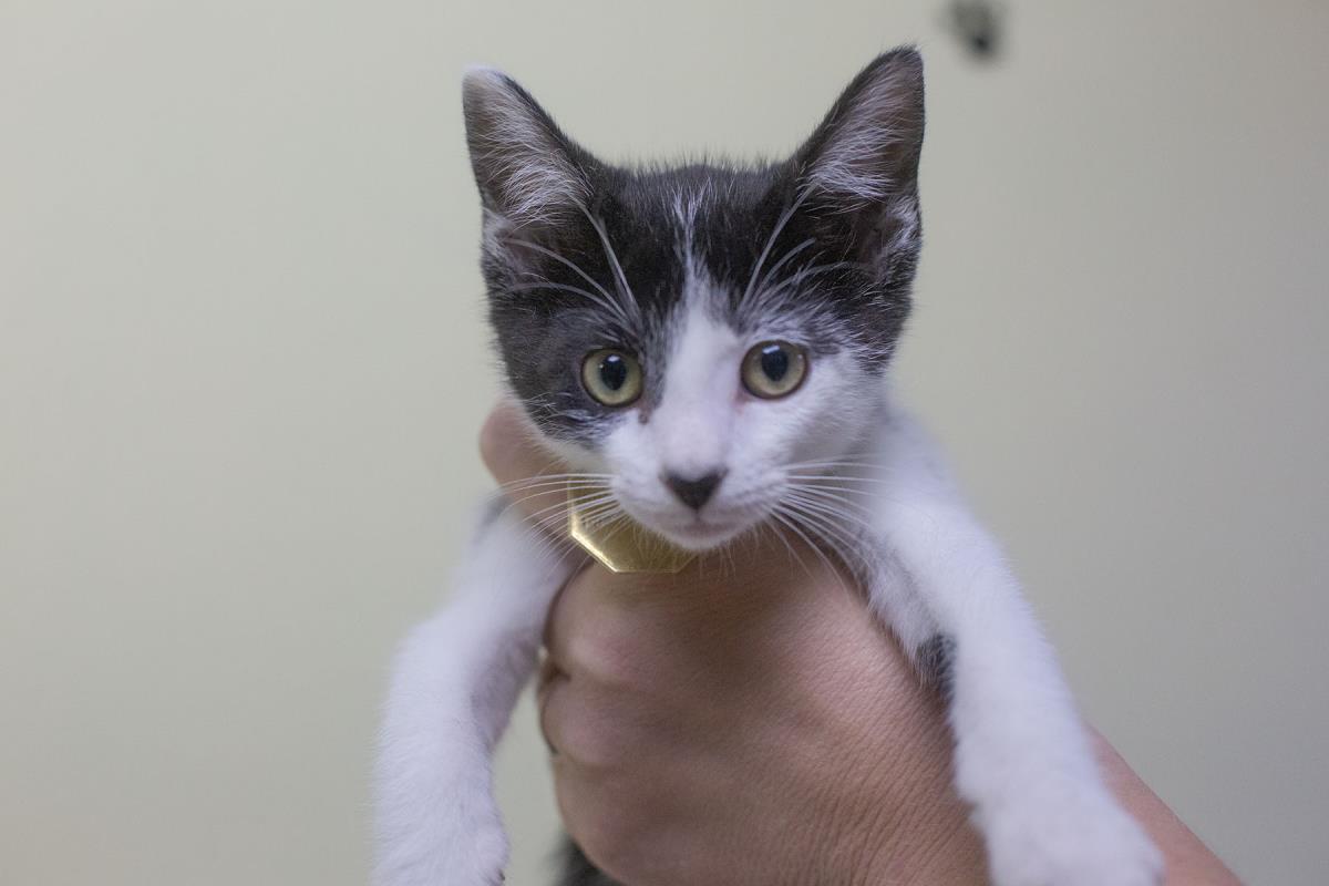 Enlarge Enid, a Adoptable mixed breed in Mountain Home, AR image 1/1