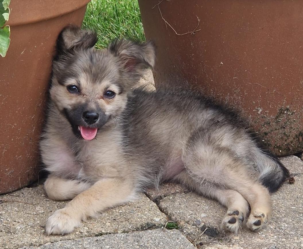 Izzy, Adoptable, Puppy Female Chihuahua.
