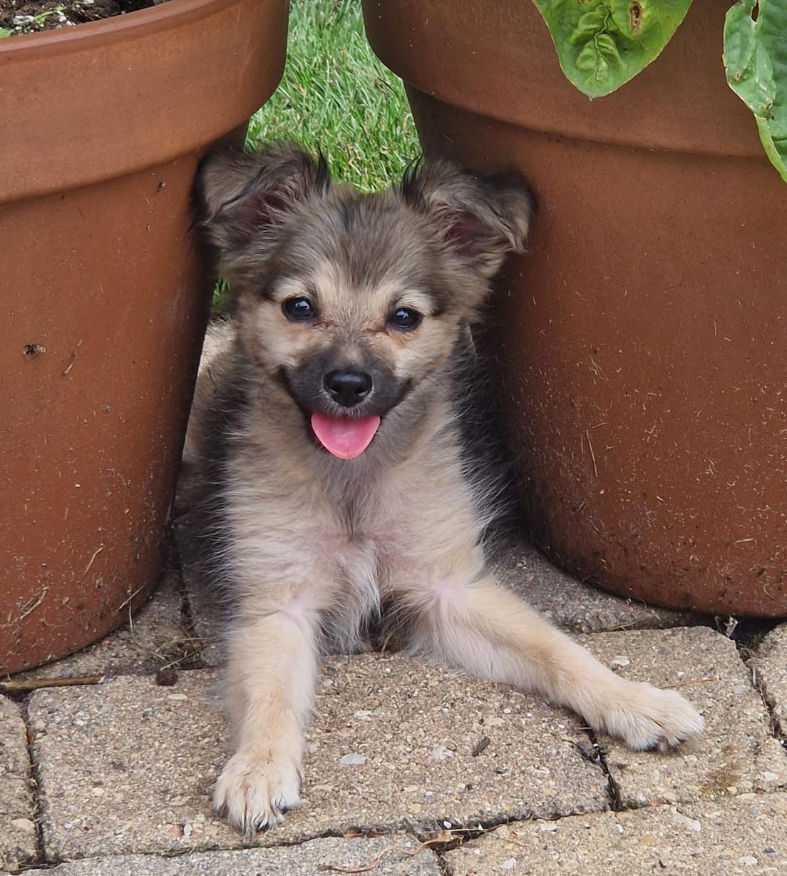 Enlarge Izzy, a Adoptable mixed breed in Aurora, IL image 2/3