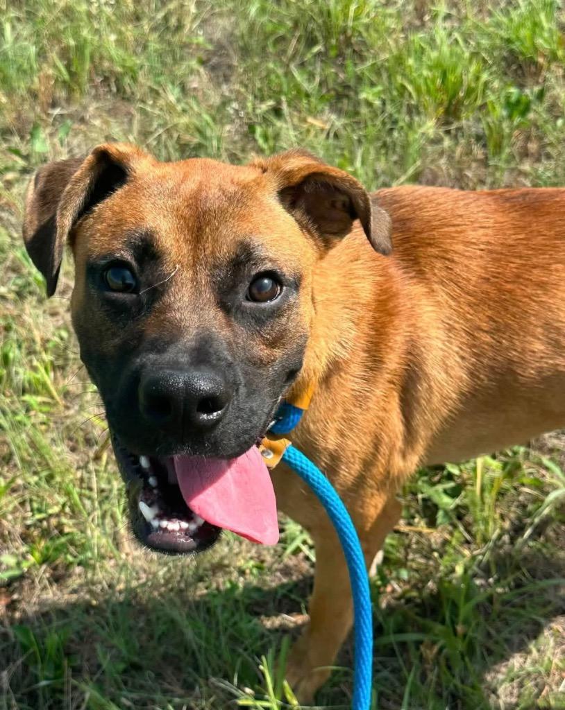 Sawyer, Adoptable, Puppy Male Boxer.