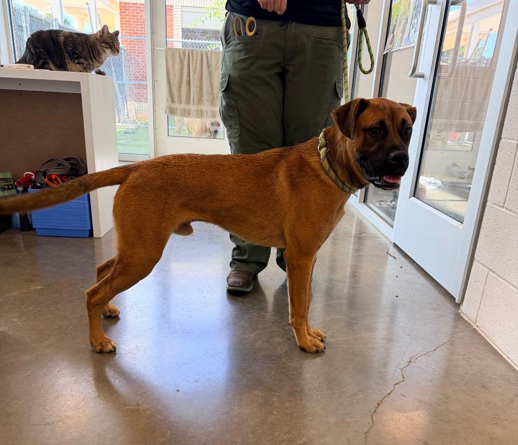 Enlarge Sawyer, a Adoptable Boxer in Newcastle, OK image 2/4