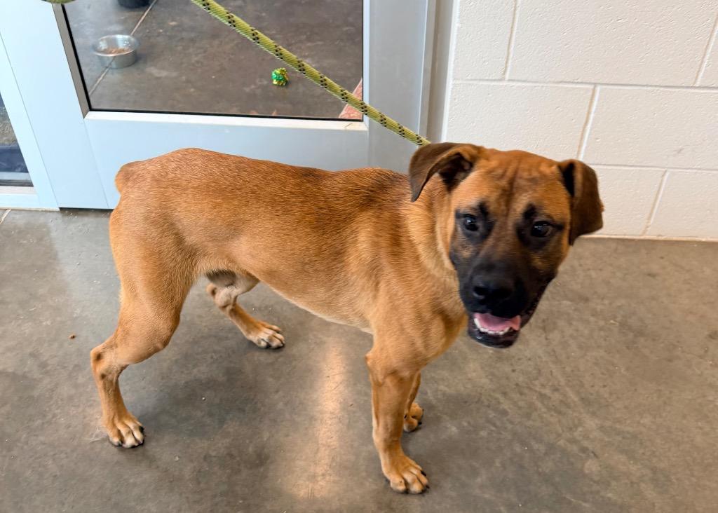 Enlarge Sawyer, a Adoptable Boxer in Newcastle, OK image 3/4
