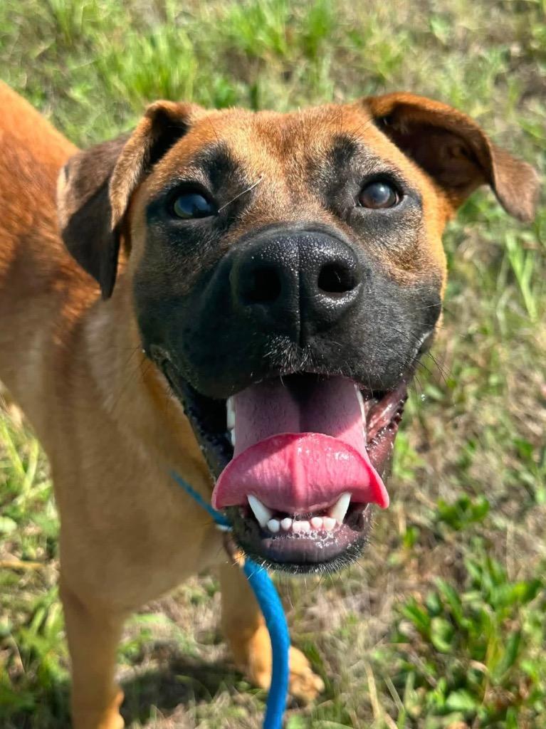 Enlarge Sawyer, a Adoptable Boxer in Newcastle, OK image 4/4