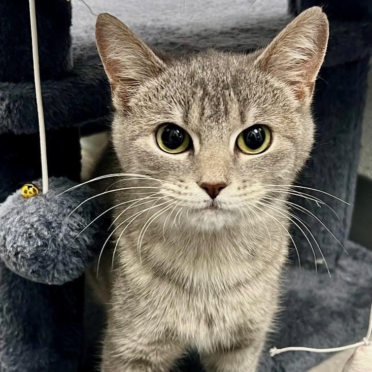 Scribble, ADOPTABLE, Young Male Domestic Short Hair.