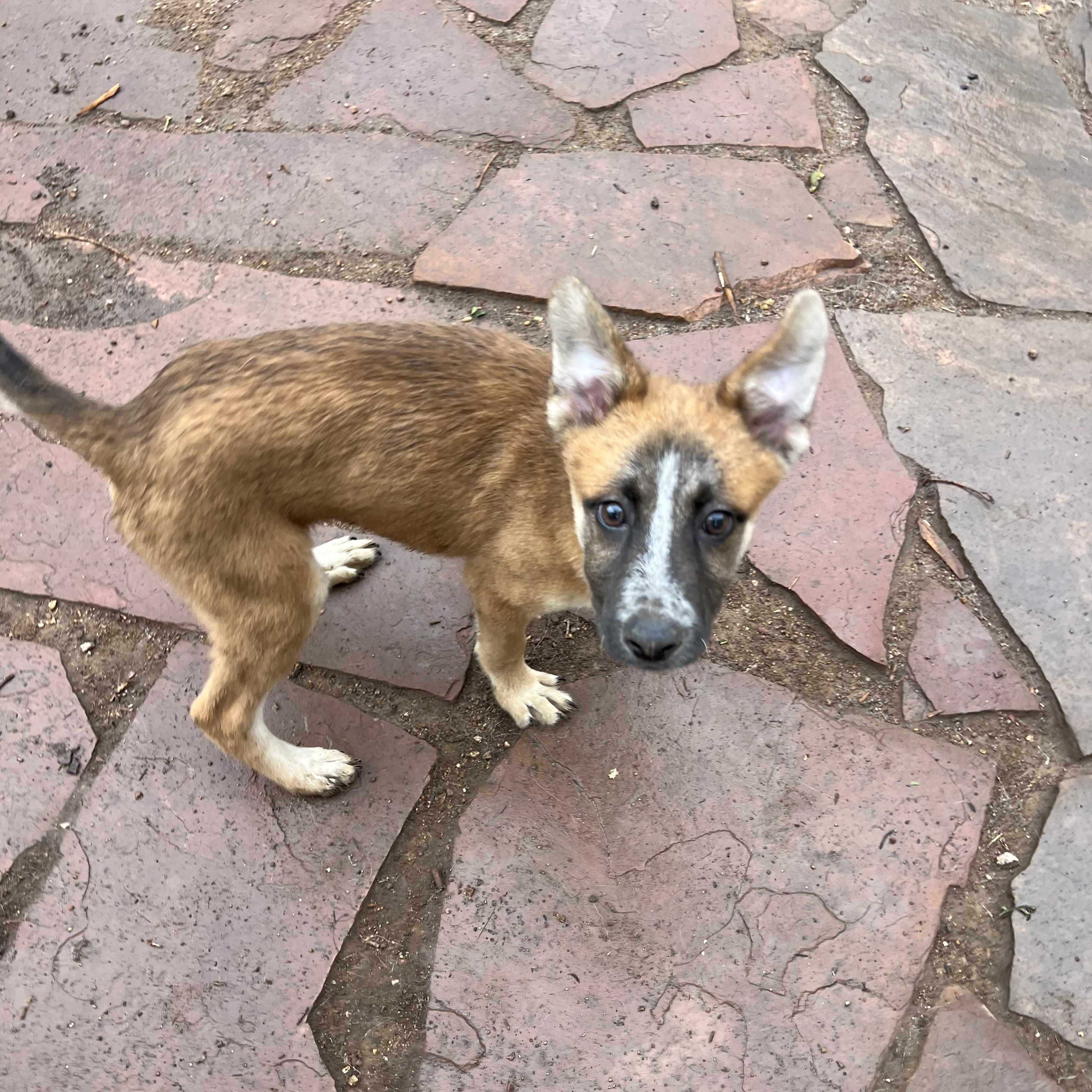 Gunther, Adoptable, Puppy Male German Shepherd Dog & Australian Shepherd.