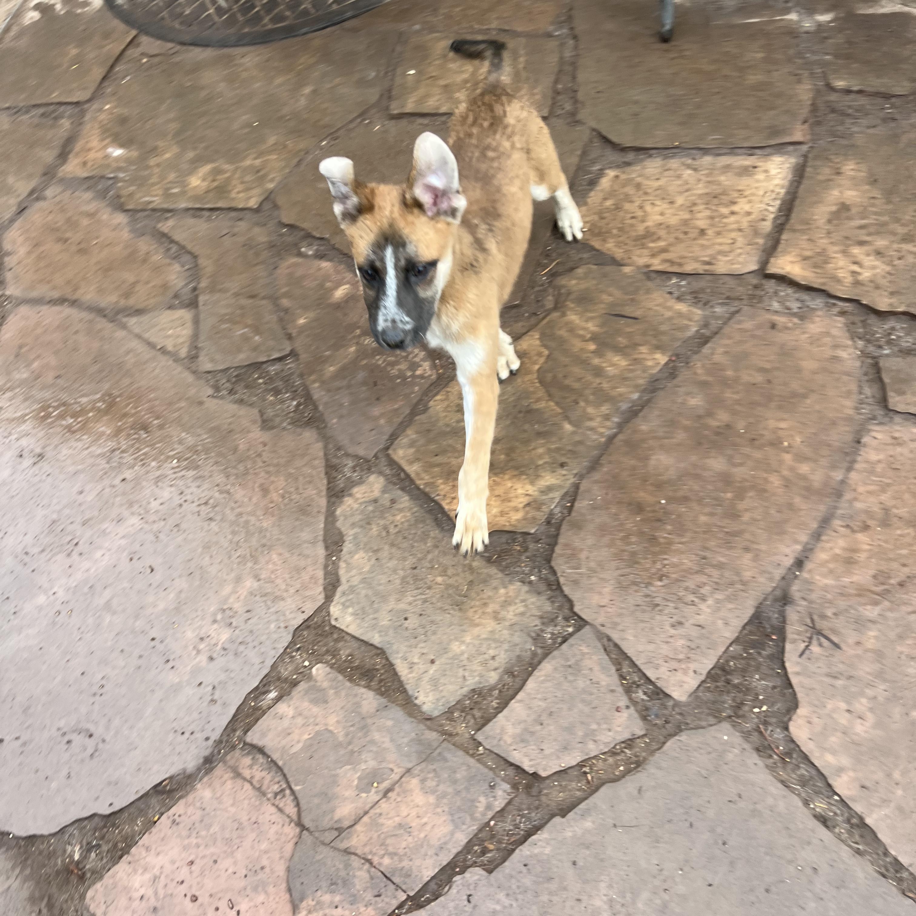 Gunther, a Adoptable mixed breed in Fort Collins, CO image 4/6