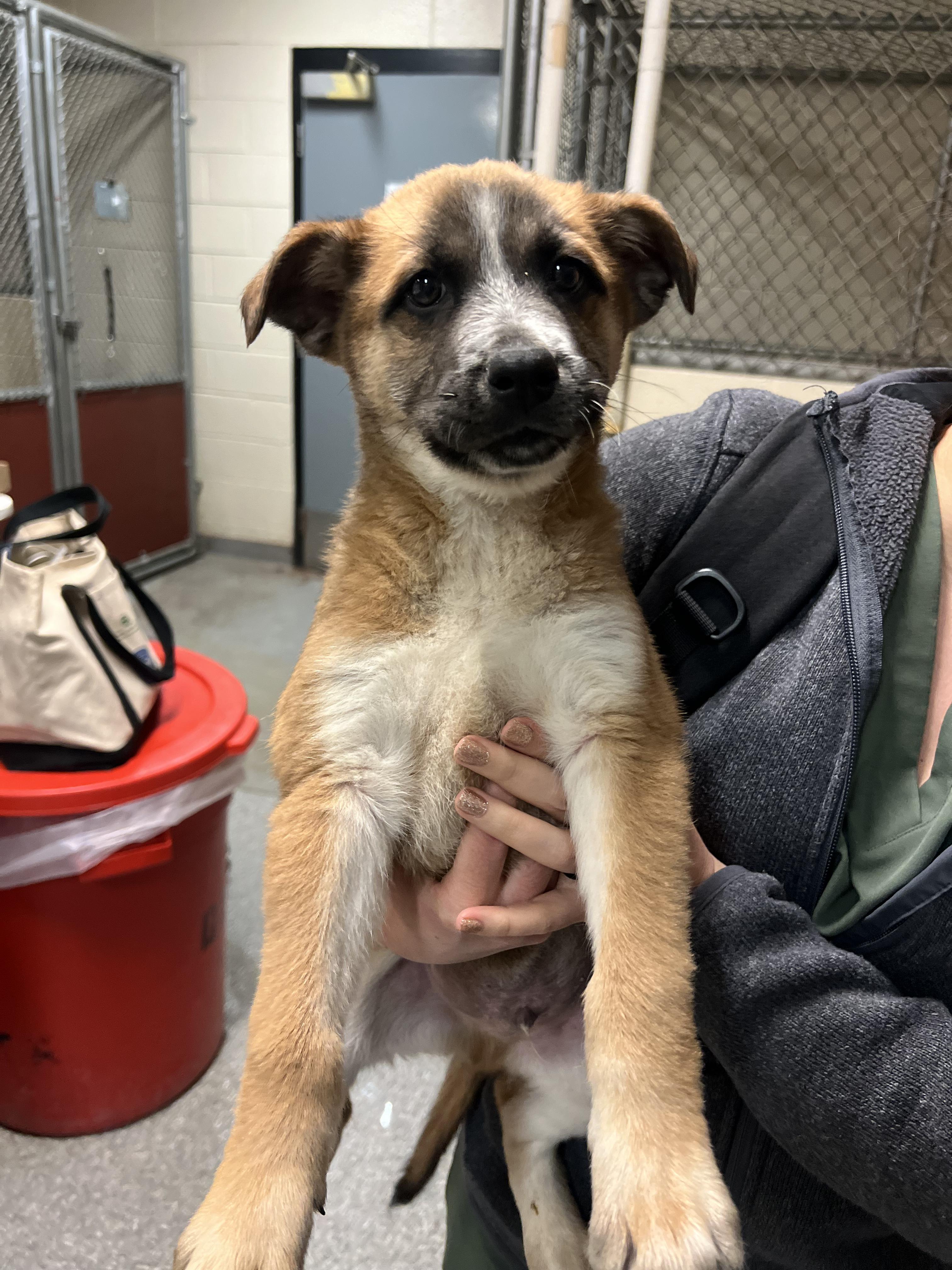 Gunther, Adoptable, Puppy Male Australian Cattle Dog / Blue Heeler & Australian Shepherd.