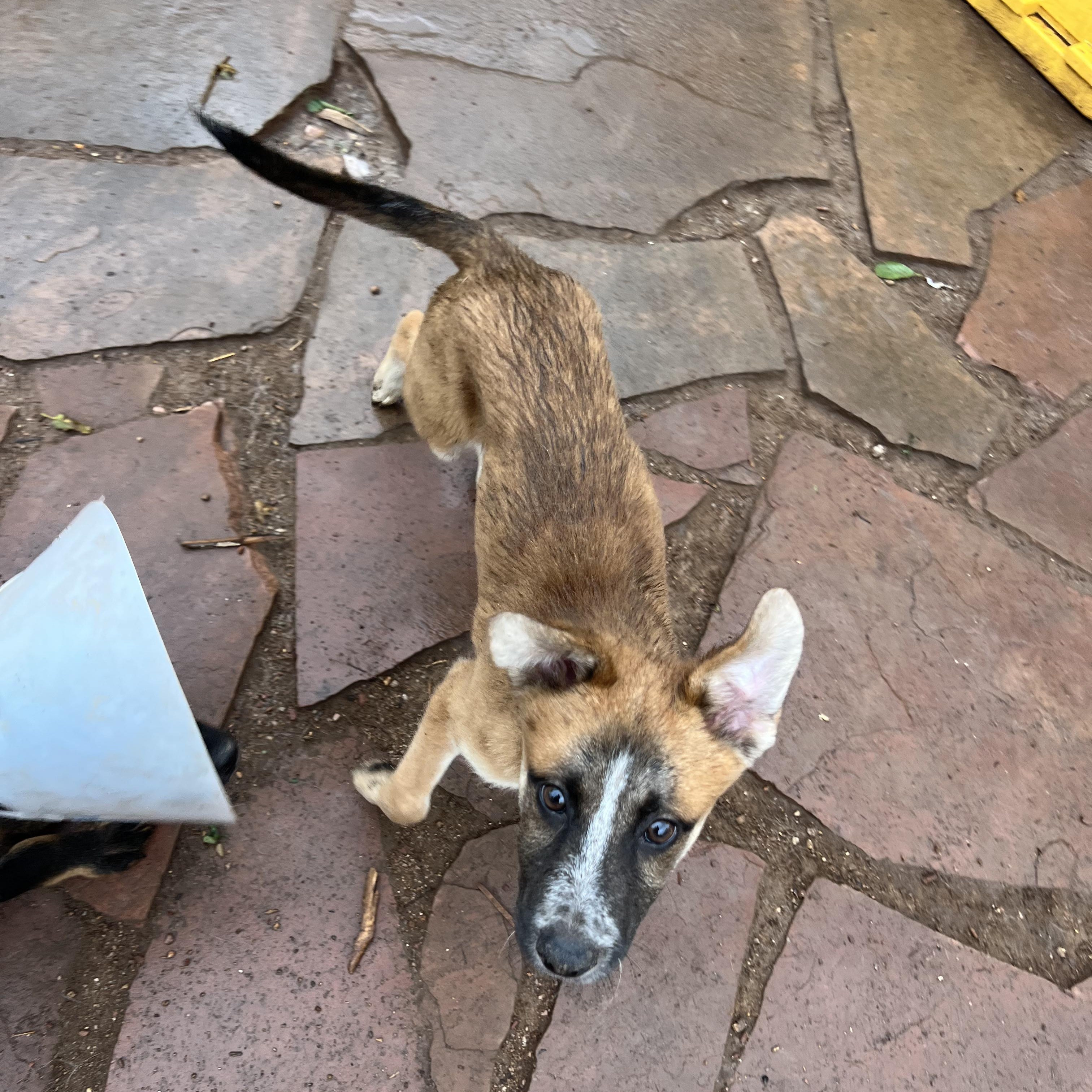 Gunther, a Adoptable mixed breed in Fort Collins, CO image 6/6