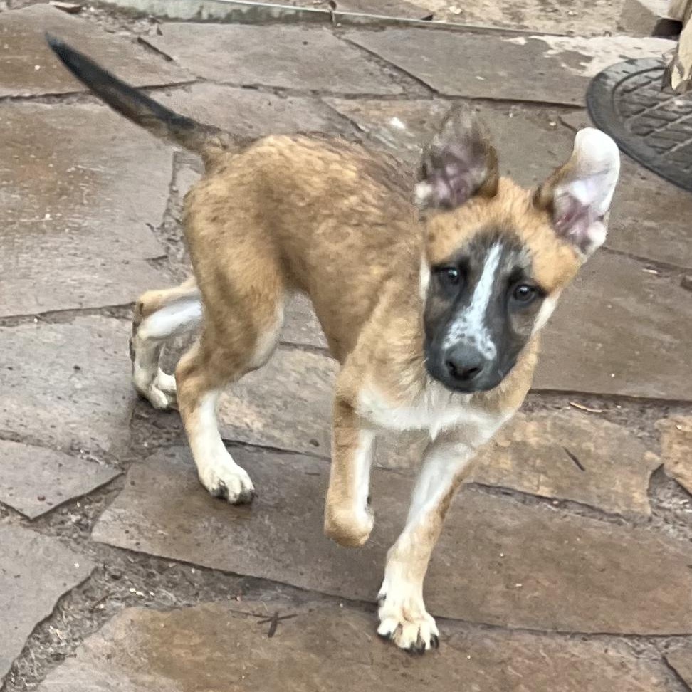 Gunther, a Adoptable mixed breed in Fort Collins, CO image 5/6