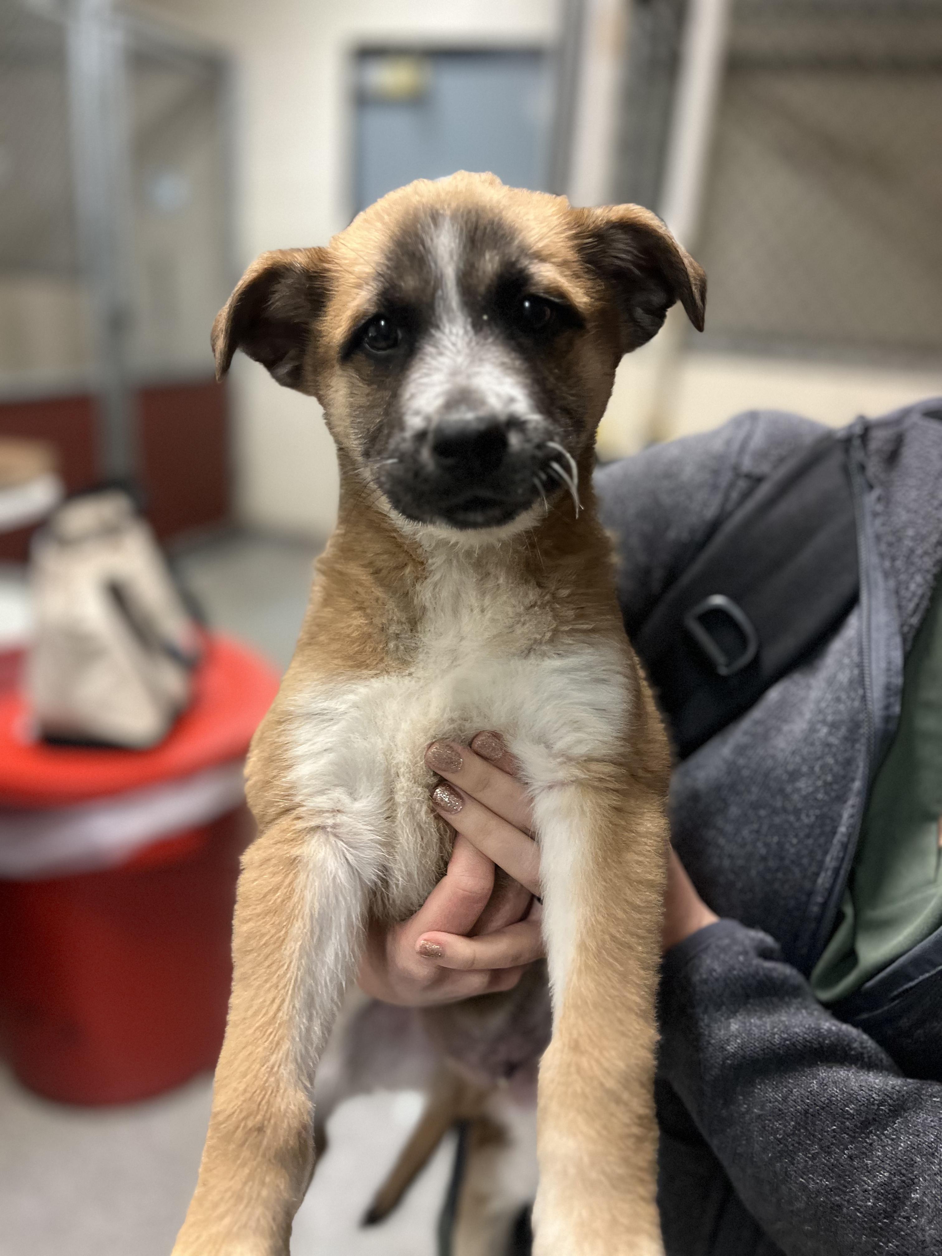 Enlarge Gunther, a Adoptable mixed breed in Fort Collins, CO image 2/2