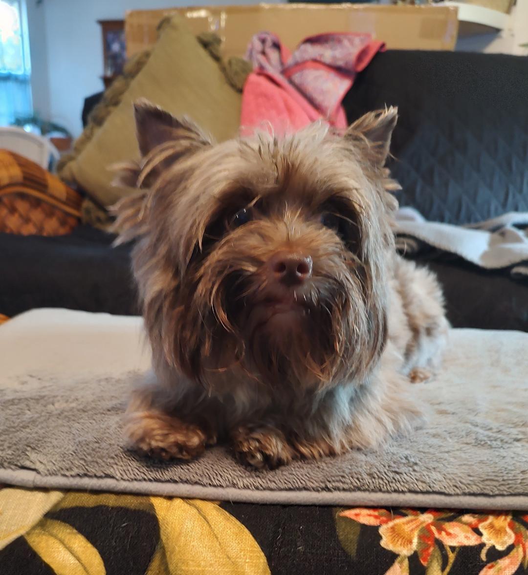 Cami, adoptable, Adult Female Yorkshire Terrier.
