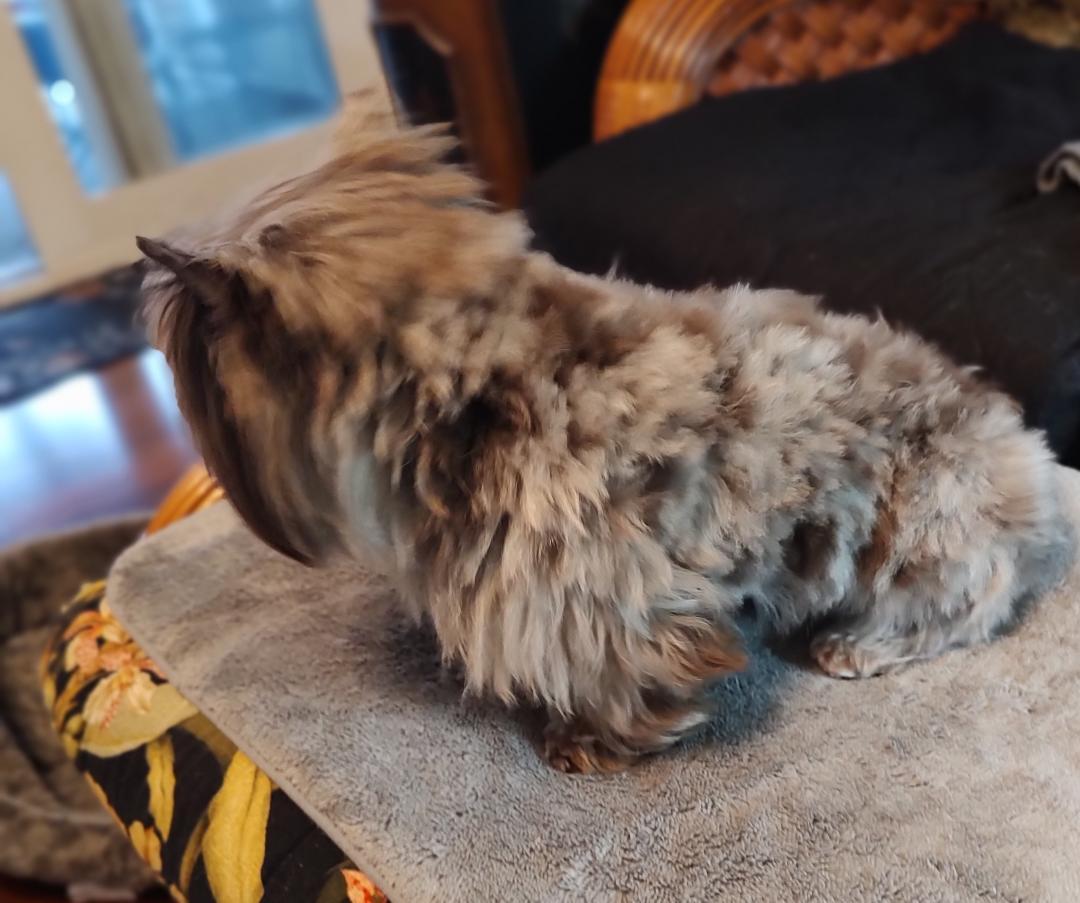 Enlarge Cami, an adoptable Yorkshire Terrier in Mary Esther, FL image 2/2