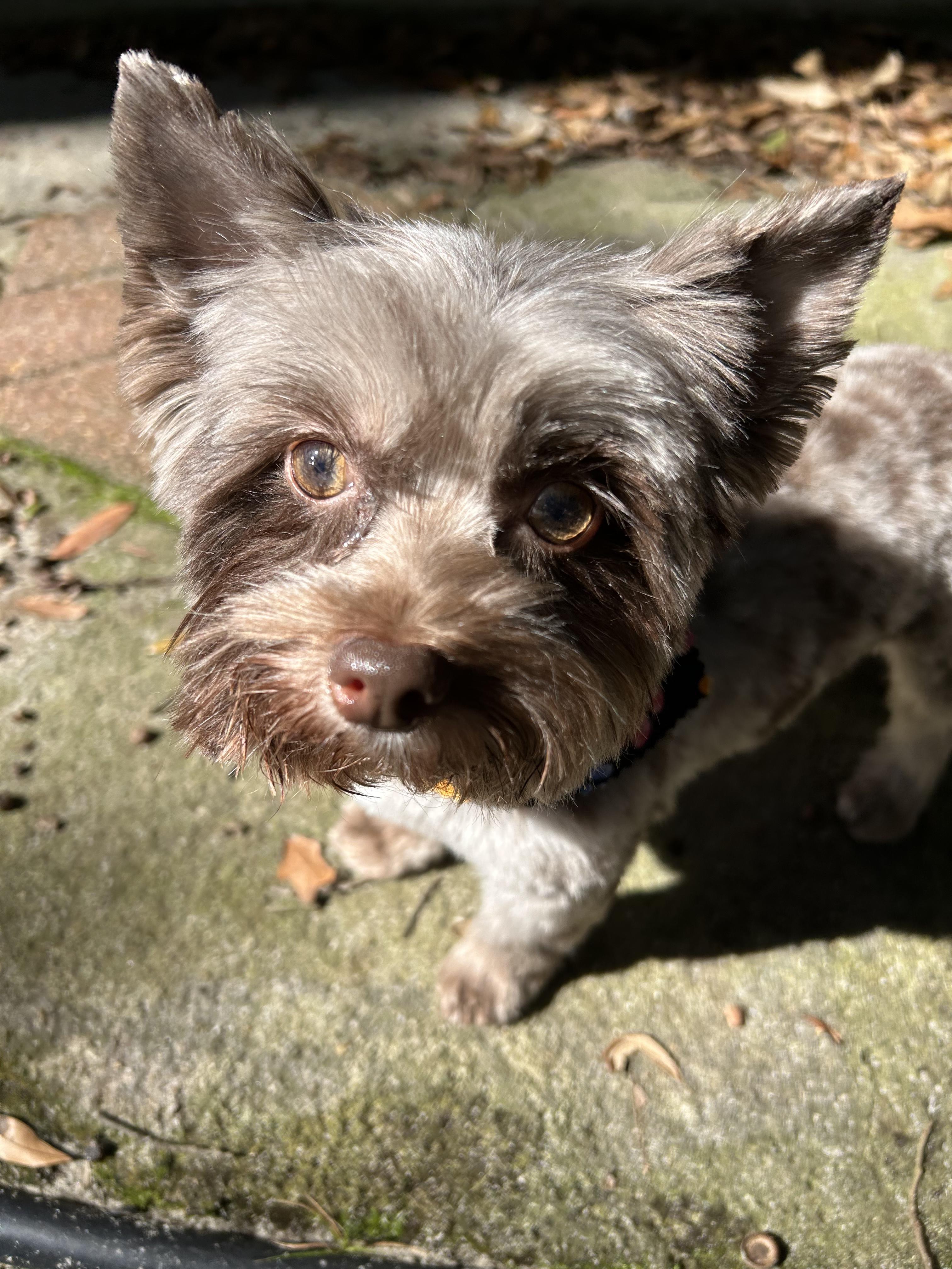Cami, adoptable, Adult Female Yorkshire Terrier.