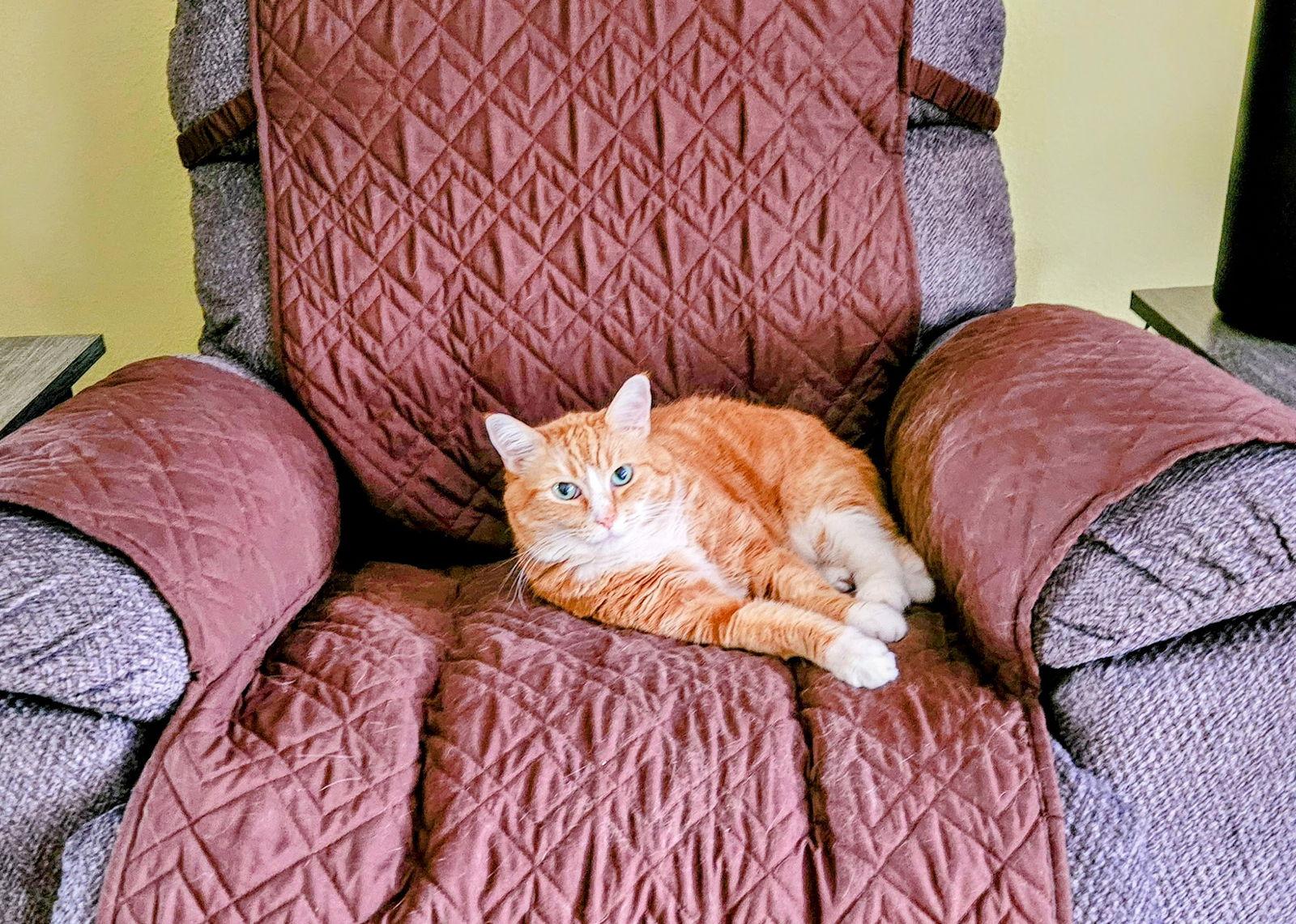 Chloe, Adoptable, Young Female Domestic Medium Hair.