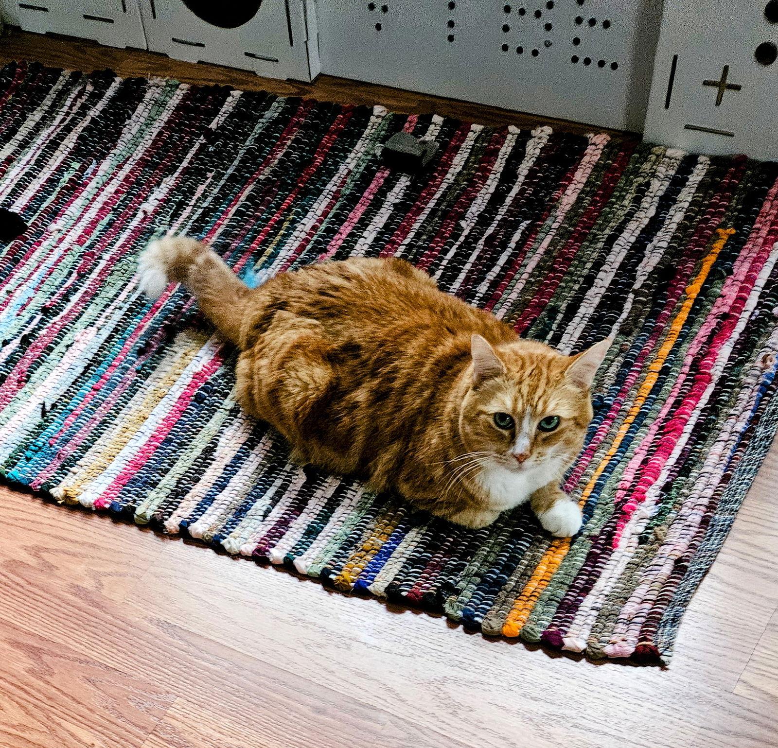 Chloe, Adoptable, Young Female Domestic Medium Hair.