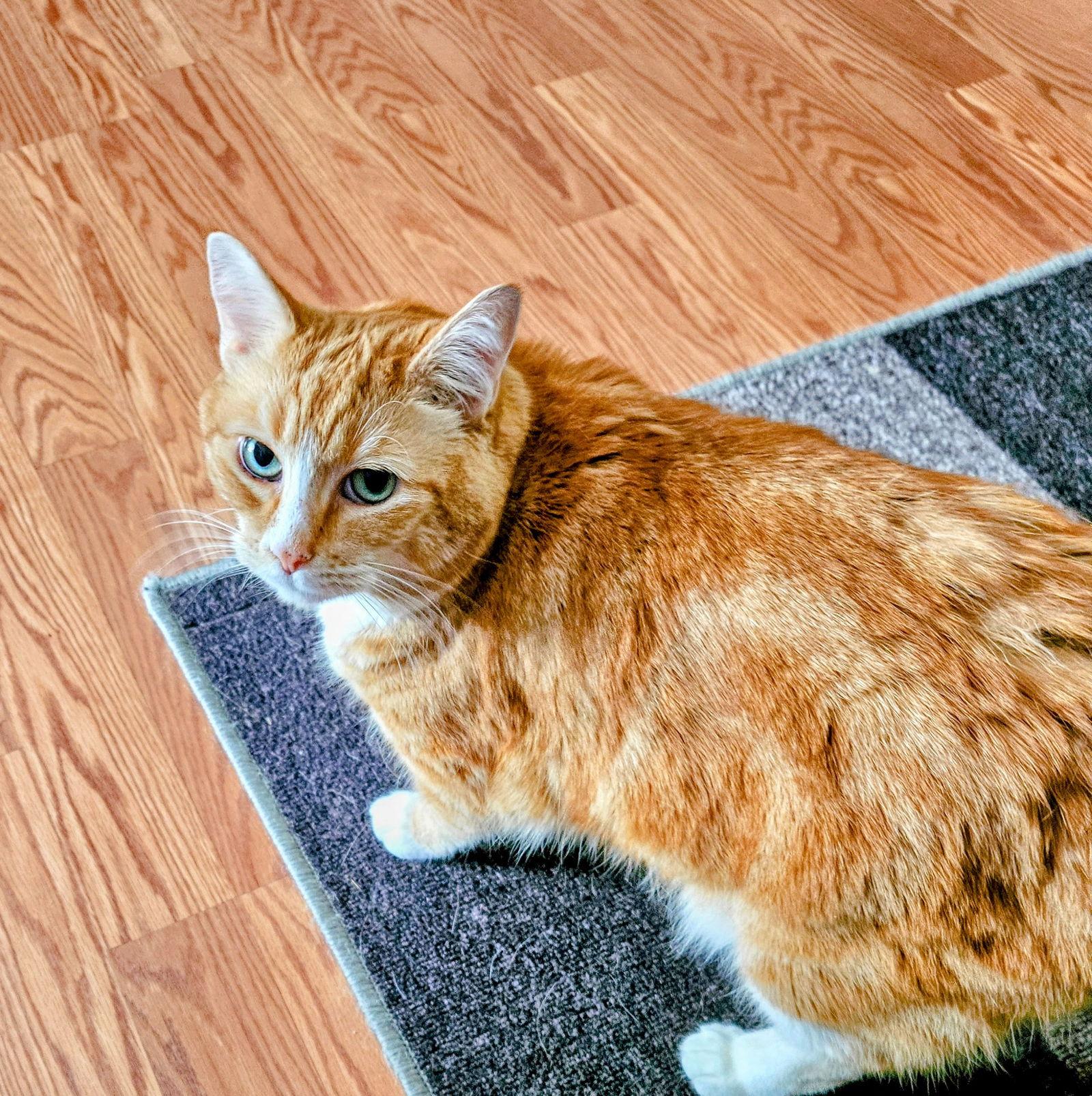 Chloe, a Adoptable Domestic Medium Hair in Burlington, WA image 3/3