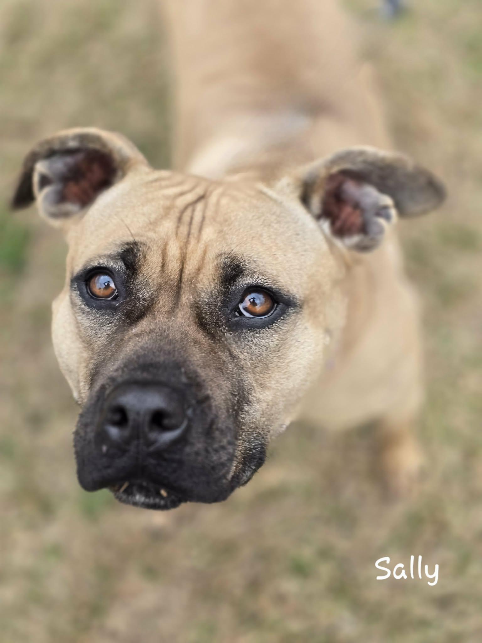 Enlarge Sally, a Adoptable mixed breed in Bishop, GA image 5/5