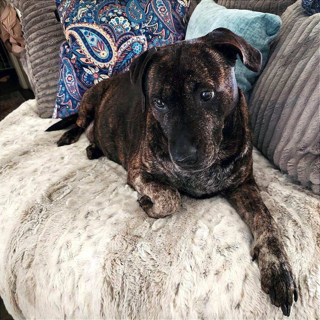 Enlarge K.B., a Adoptable mixed breed in Fayetteville, AR image 1/6