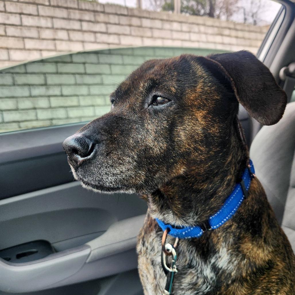 Enlarge K.B., a Adoptable mixed breed in Fayetteville, AR image 2/6