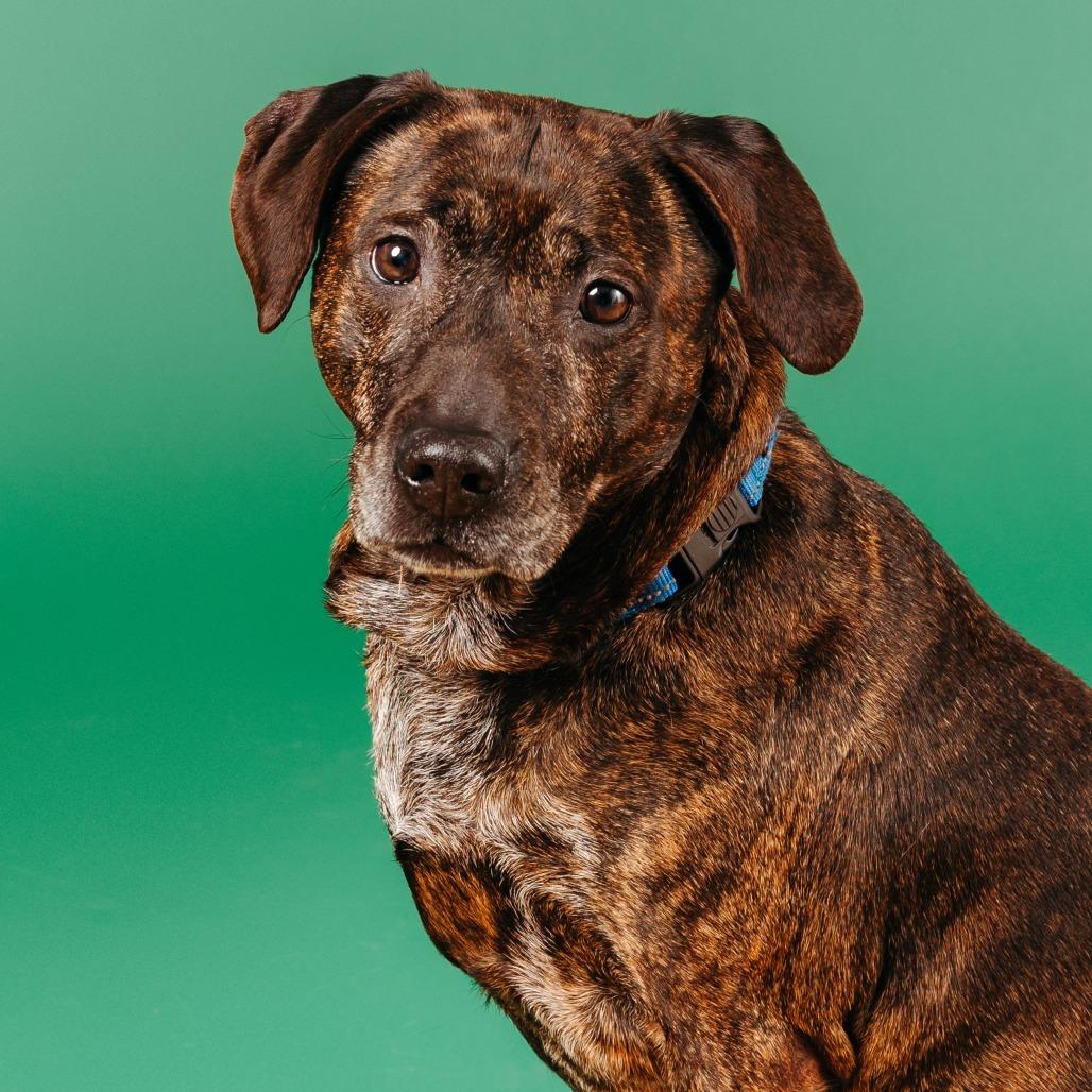 Enlarge K.B., a Adoptable mixed breed in Fayetteville, AR image 4/6