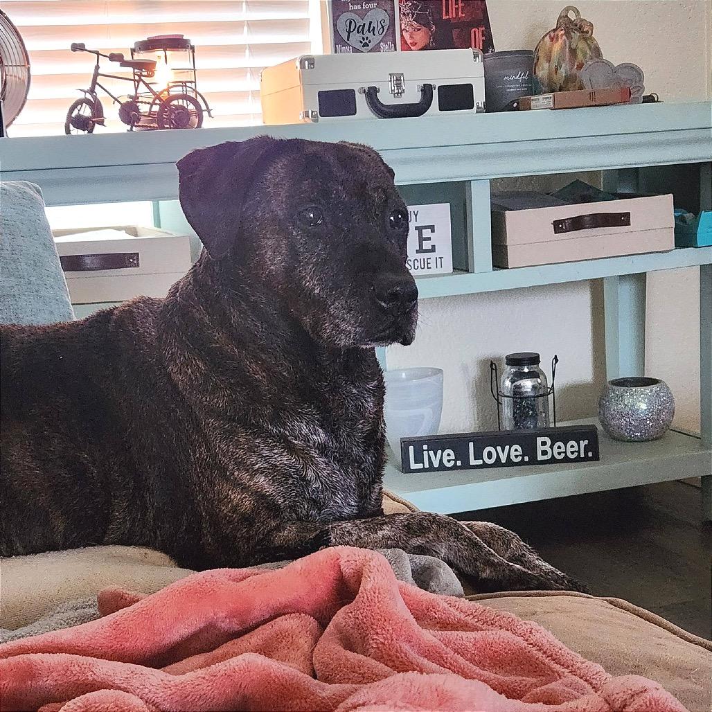 Enlarge K.B., a Adoptable mixed breed in Fayetteville, AR image 5/6