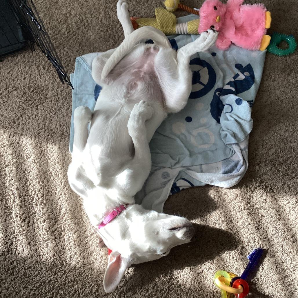 Lucy, Adoptable, Young Female Great Pyrenees & Mixed Breed.