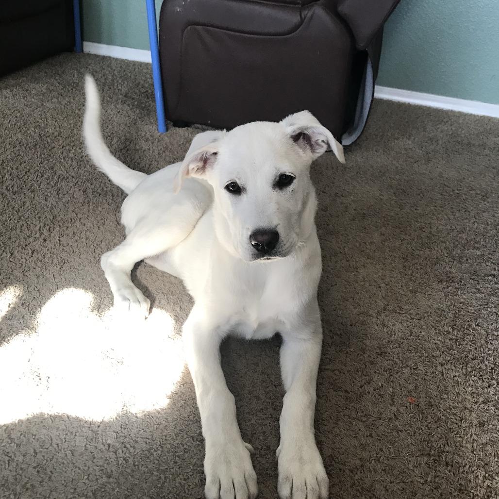 Enlarge Lucy, a Adoptable mixed breed in Colorado Springs, CO image 5/5