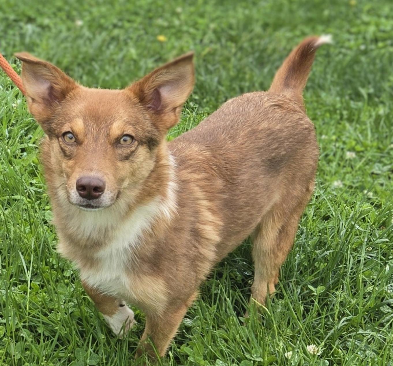 Enlarge Mimi, a Adoptable Corgi in Coatesville, PA image 1/1