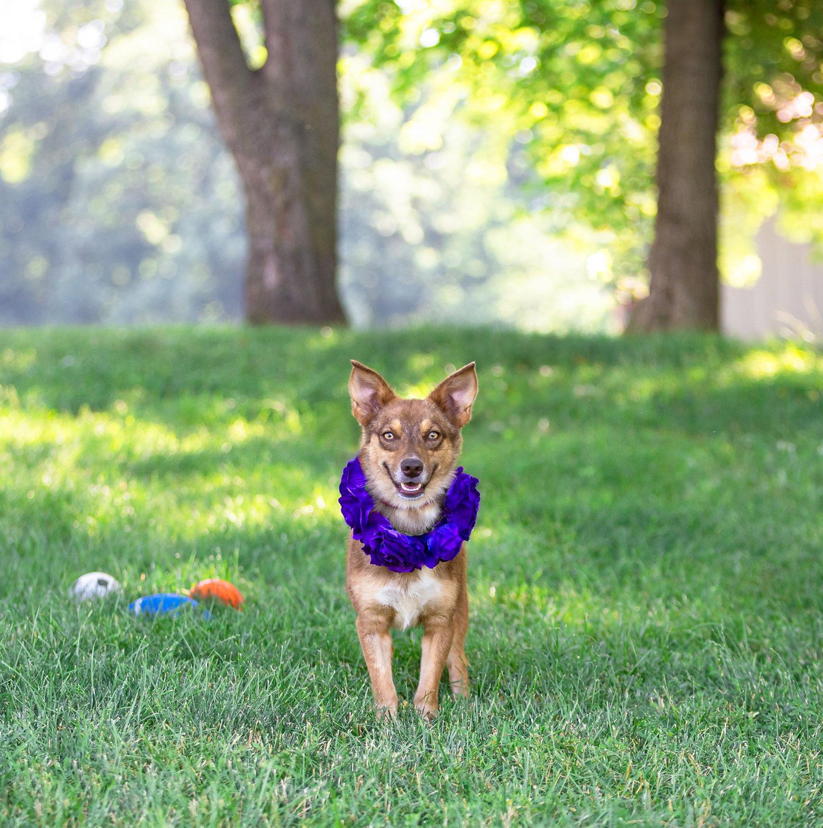 Enlarge Mimi, a Adoptable Corgi in Coatesville, PA image 1/3