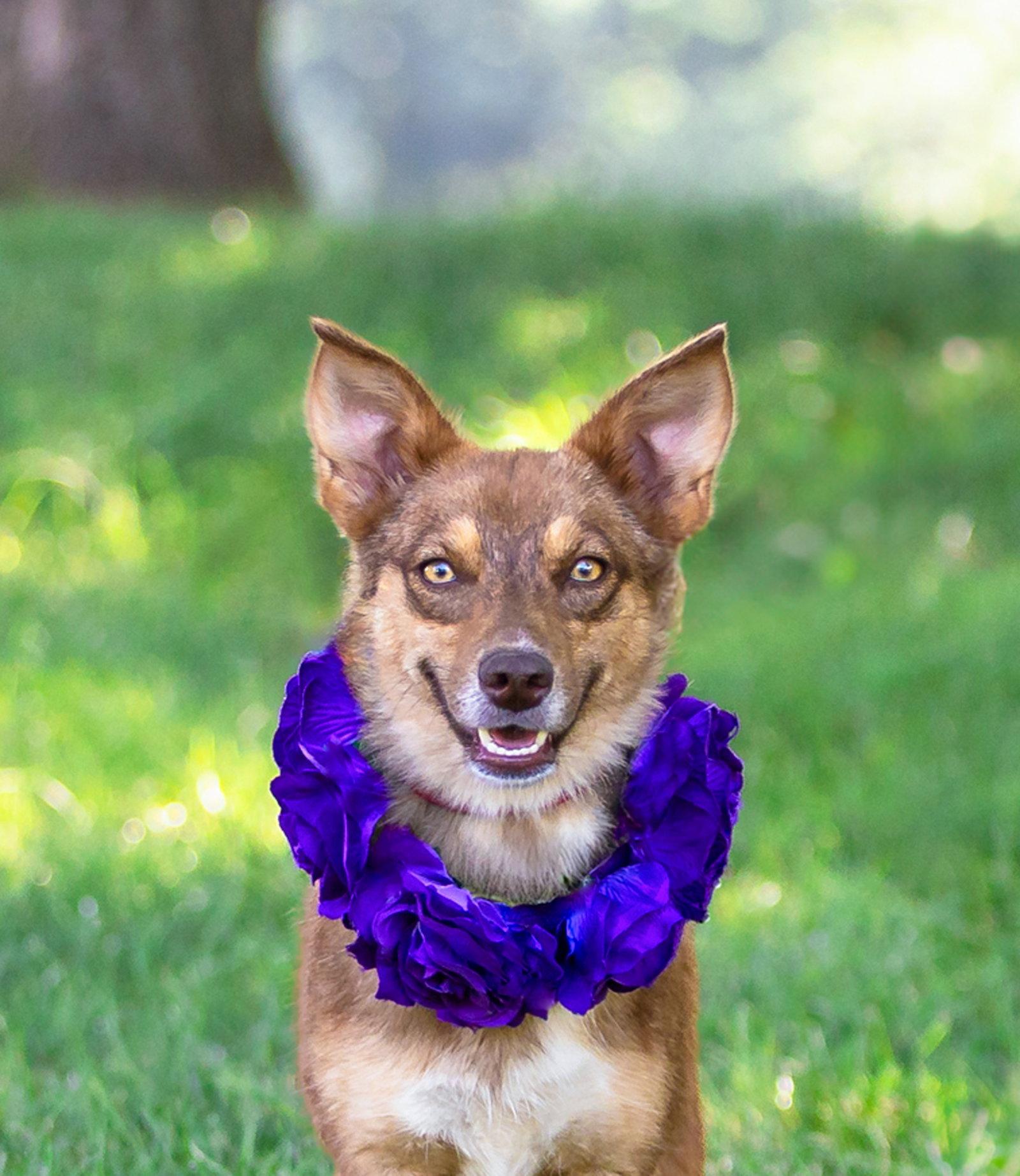 Enlarge Mimi, a Adoptable Corgi in Coatesville, PA image 3/3