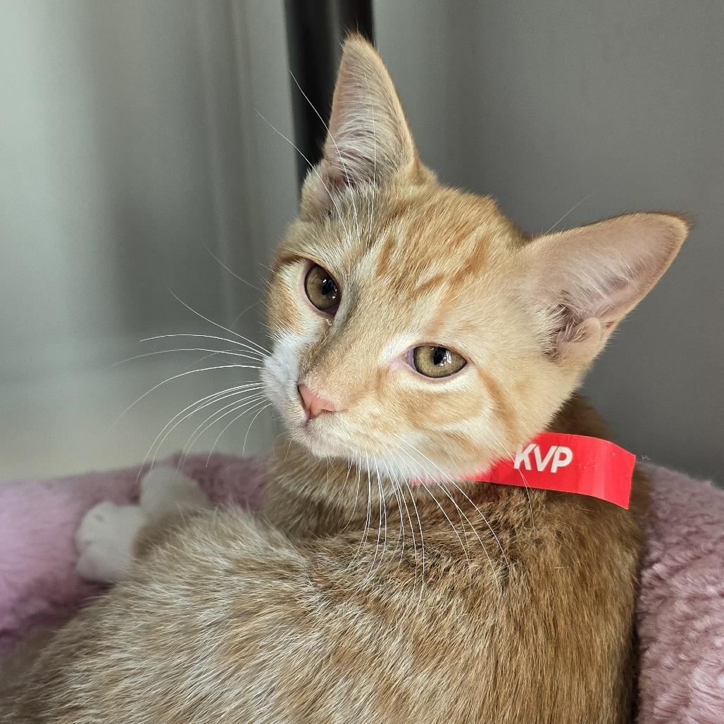 Salt, Adoptable, Kitten Female Domestic Short Hair.