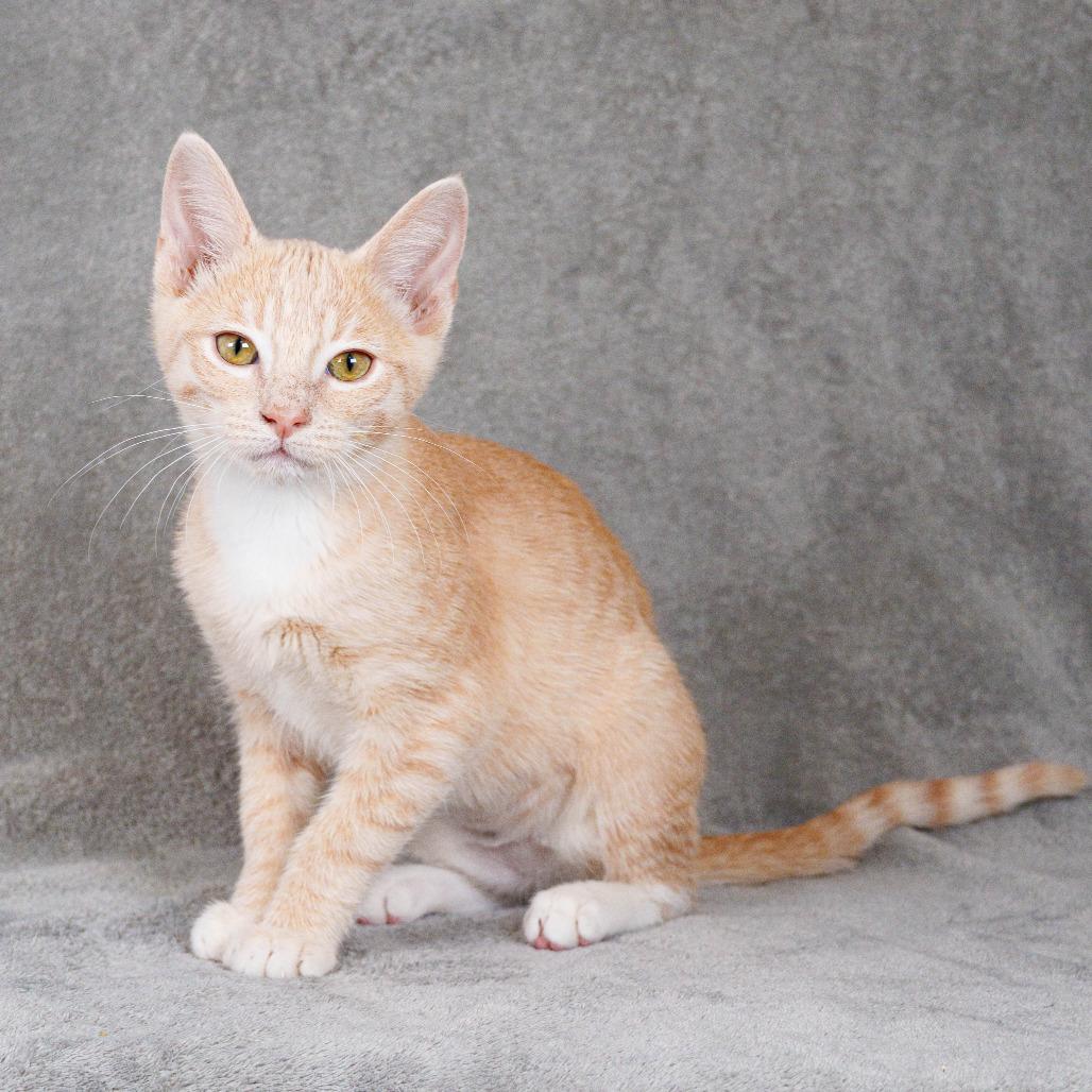 Pakora, a Adoptable Domestic Short Hair in Sunnyvale, CA image 1/3