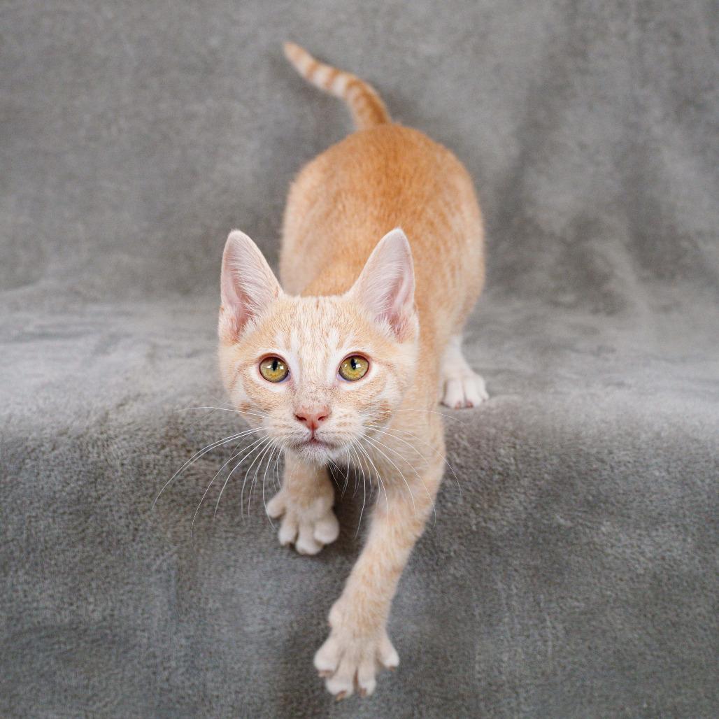 Pakora, a Adoptable Domestic Short Hair in Sunnyvale, CA image 2/3